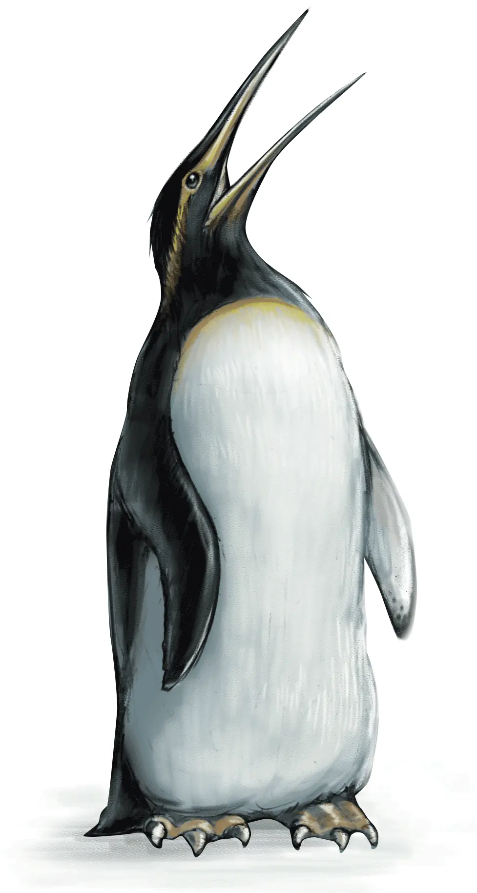  Penguin Emperor Penguin Full Size Png Download Seekpng Emperor Penguin Transparent Emperor Palpatine Png