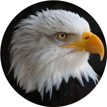  Download Eaglehead Png Transparent Eagle Png Full Size Elang Amerika Eagle Head Png