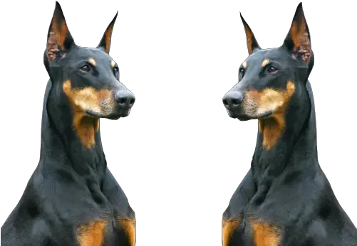  Animals Black Animal Urban Dogs Gangster Gang Ghetto Dobermann Png Transparent Animals