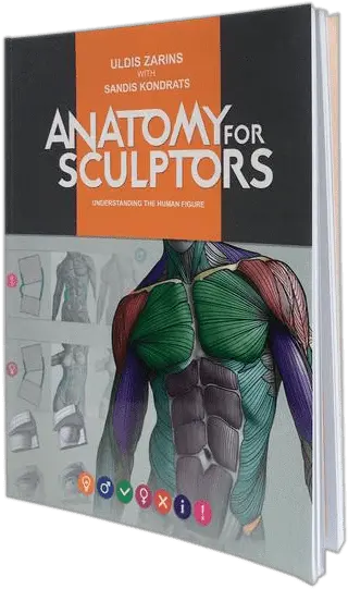  Anatomy For Sculptors Understanding The Human Figure Paperback Anatomy Book For Sculptor Png Human Figure Png