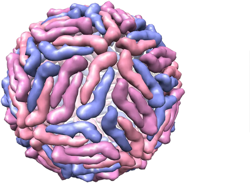  Dengue Virus 3d Structure Transparent Dengue Virus Png Virus Png