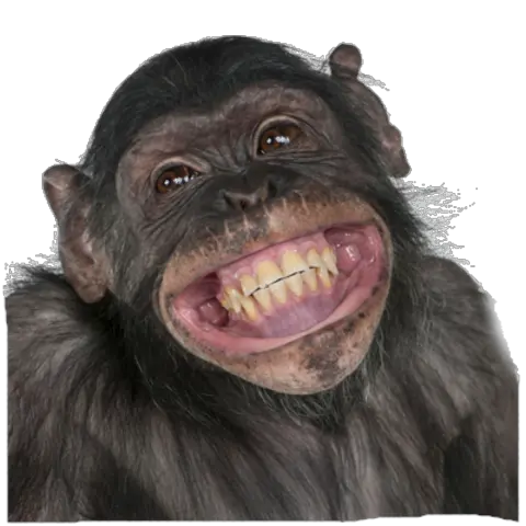  Monkey Png Monkey Smiling Monkey Transparent Background