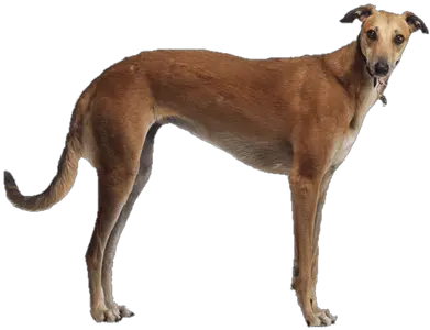  Search Results For Chris Brown Png Hereu0027s A Great List Of Greyhound Png Chris Brown Png