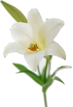  Easter Lily Flower Bouquet Lilium Free Easter Lily Png Easter Lily Png