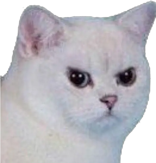  Cat Angry Angrycat Meme Funny Sad White Cat Meme Face Png Sad Cat Png