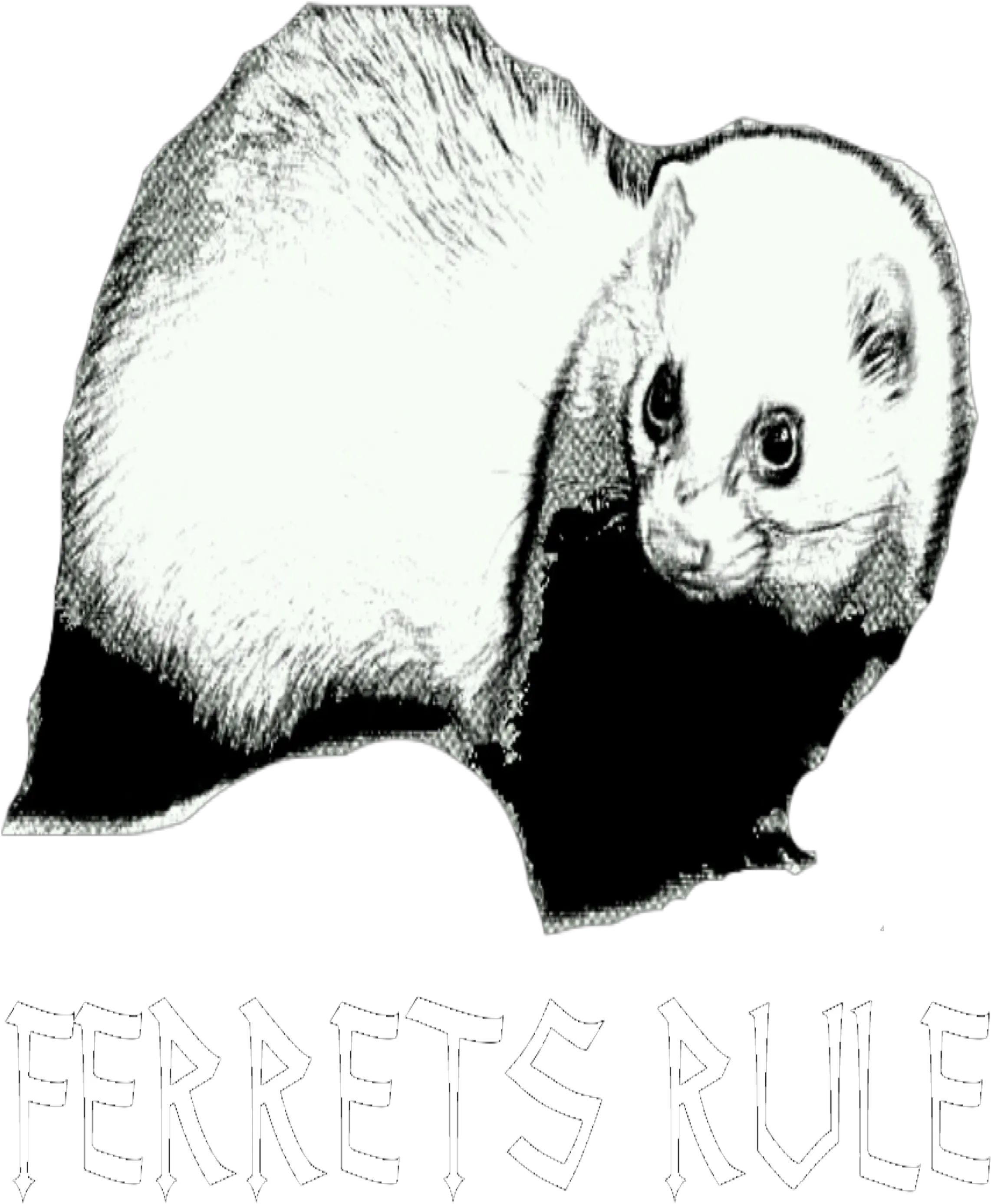  Ferrets Rule Ferret Png Ferret Png