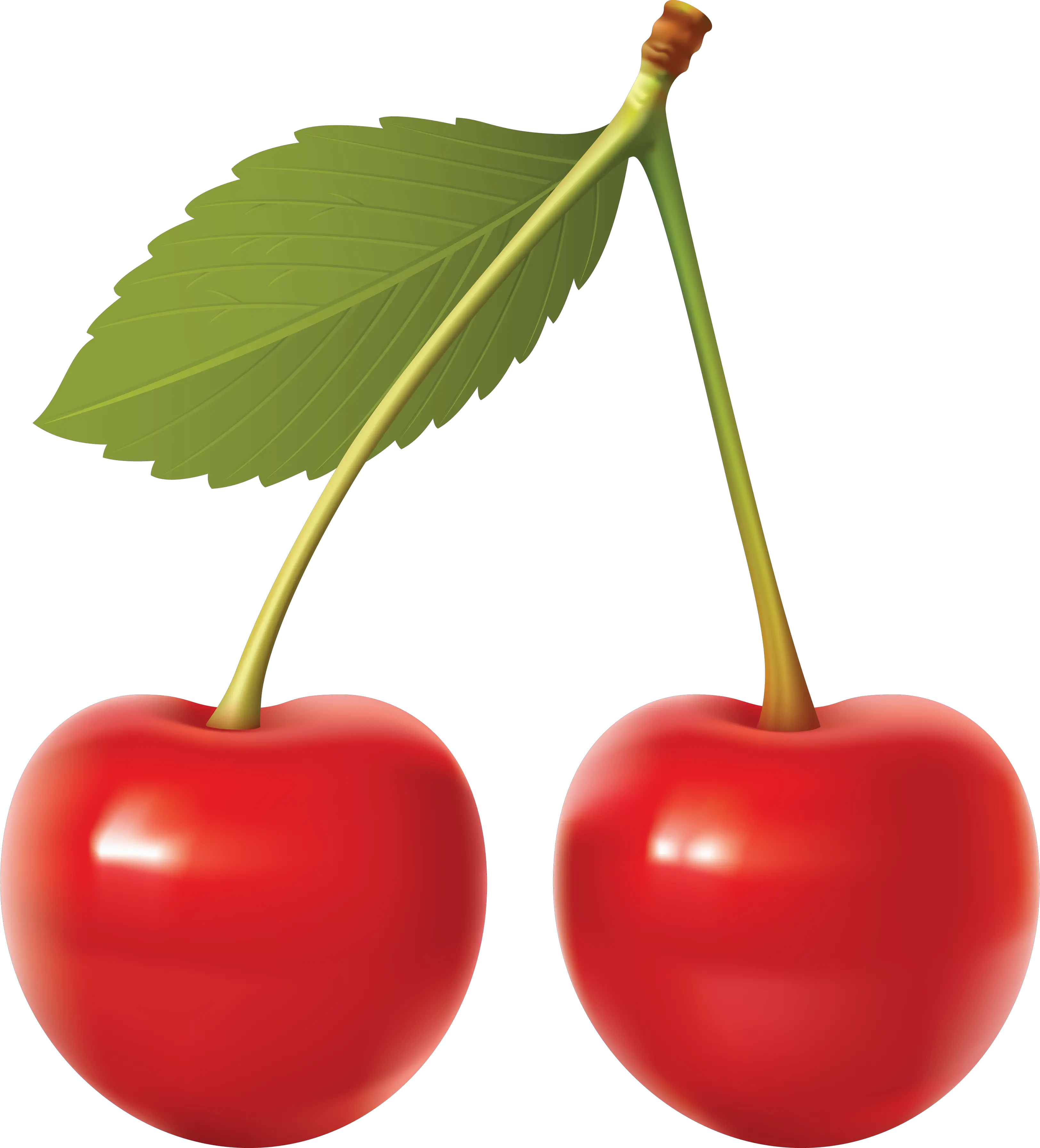  Cherries Png Image For Free Download Cherry Png Cherries Png