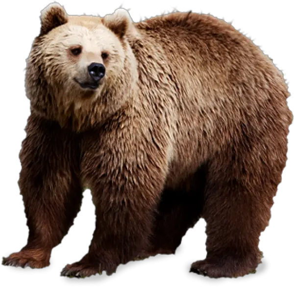  Grizzly Png And Vectors For Free Bears Png Grizzly Bear Png