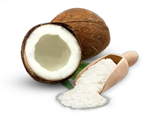  Coconut Png Pictures Fresh Luis Bien Hindistan Cevizi Ya Coconut Png