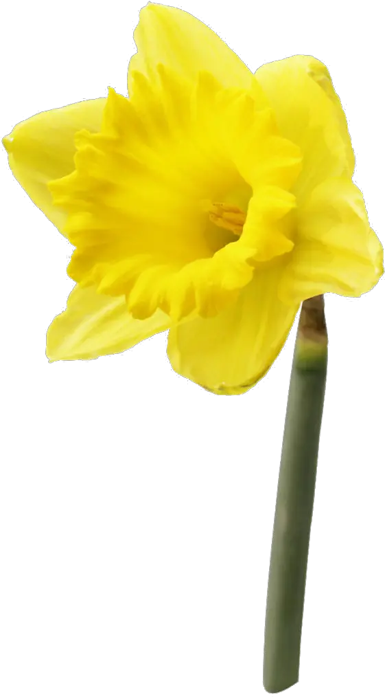  Daffodil Flower Png High High Resolution Image Of A Daffodil Flower Daffodil Png