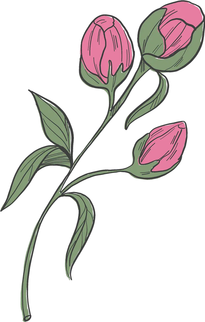  Peonies Clipart Free Download Creazilla Common Peony Png Peonies Png