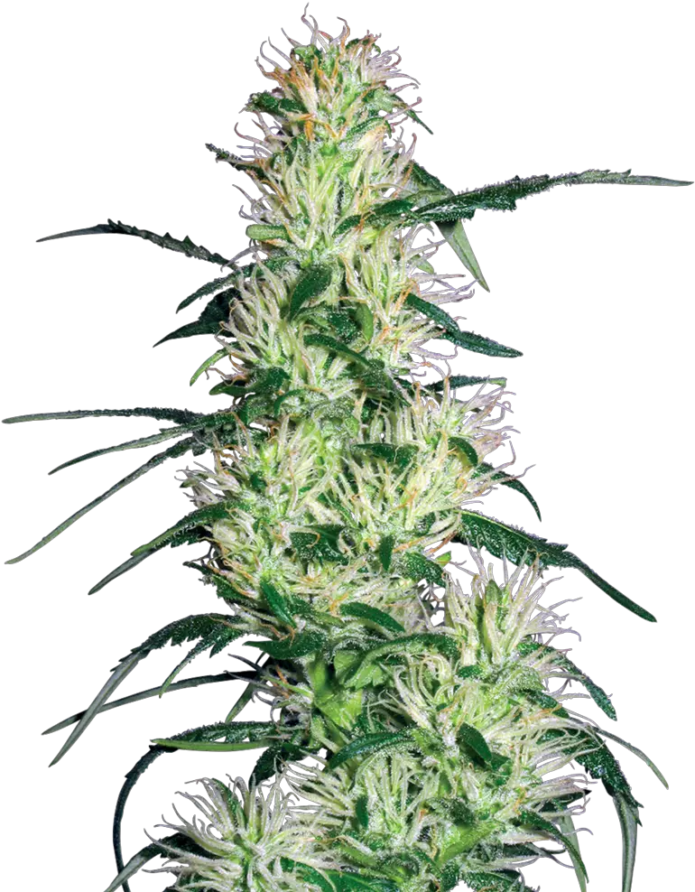  Purple Haze Feminized Seeds Purple Haze Png Haze Png