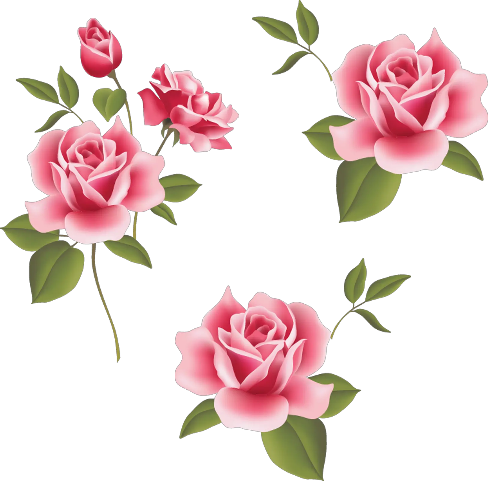  Garden Roses Beach Rose Pink Flower Johannes 4 Vers 16 Png Rosas Png