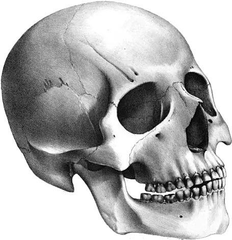  Skeleton Skulls Png Clipart Skeleton Head Transparent Background Skeleton Png Transparent