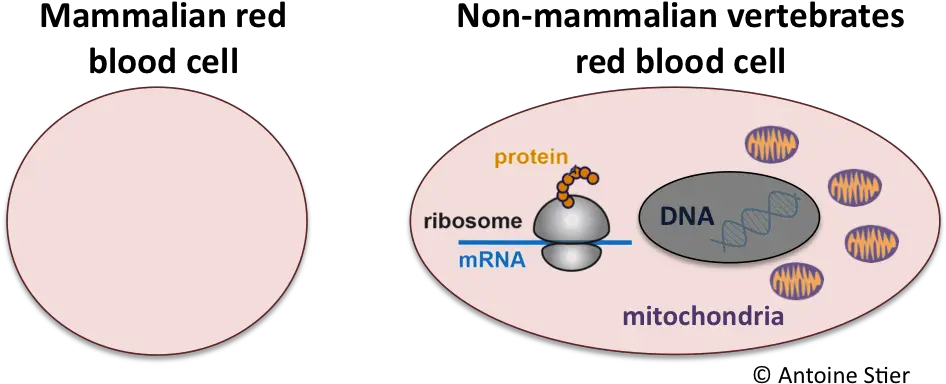  Penguins Tell Us About Mitochondria Mammalian Red Blood Cells Diagram Png Mitochondria Png