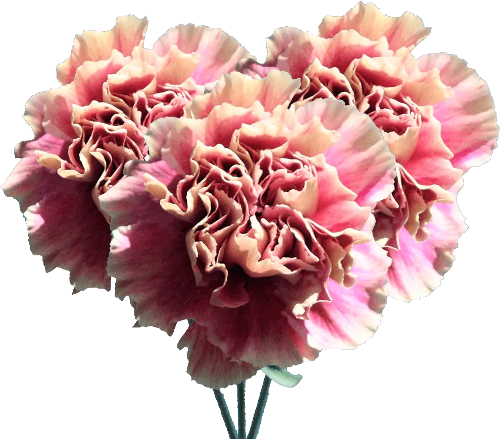  Carnation Flowers Cream Pink Carnations Bouquets Peony Png Carnation Png