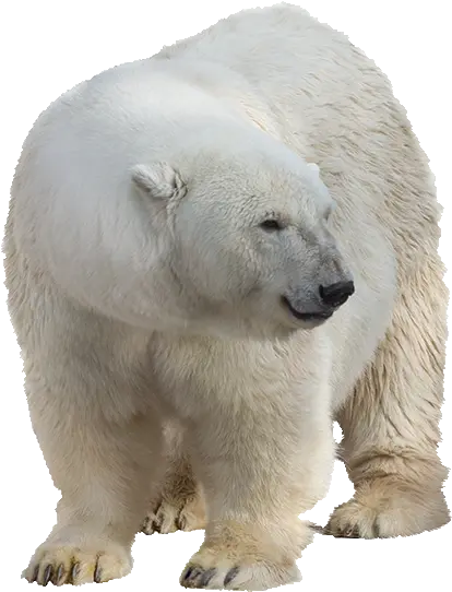  Q2322110798 Picture Download To Your Desktop Polar Bear Polar Bear Images Png Bear Transparent