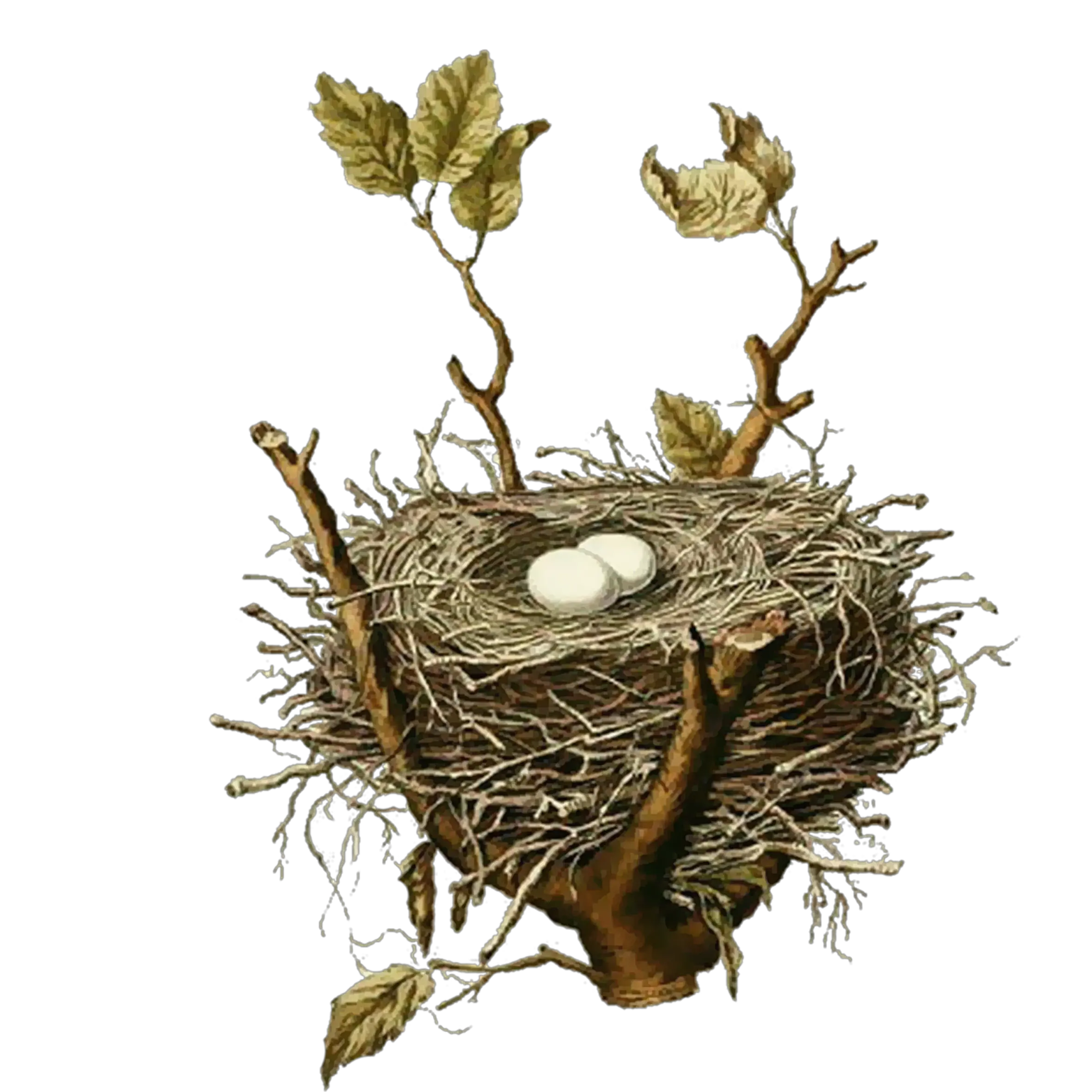  Birds Nests Bird Nest House Birds Nest Illustration Vintage Png Nest Png