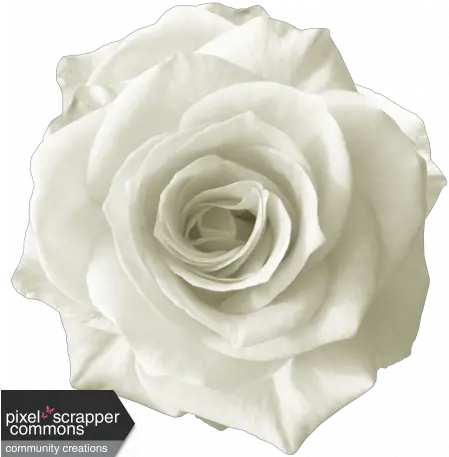  Rebel Rose White Graphic By Sunny Faith Rush Pixel Pink Rose Graphic Png White Roses Png