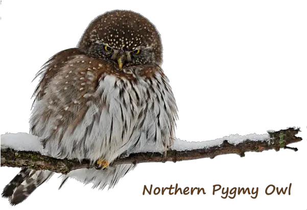  Northern Pygmy Owl 2 Tapestry Transparent Pygmy Owl Png Owl Transparent