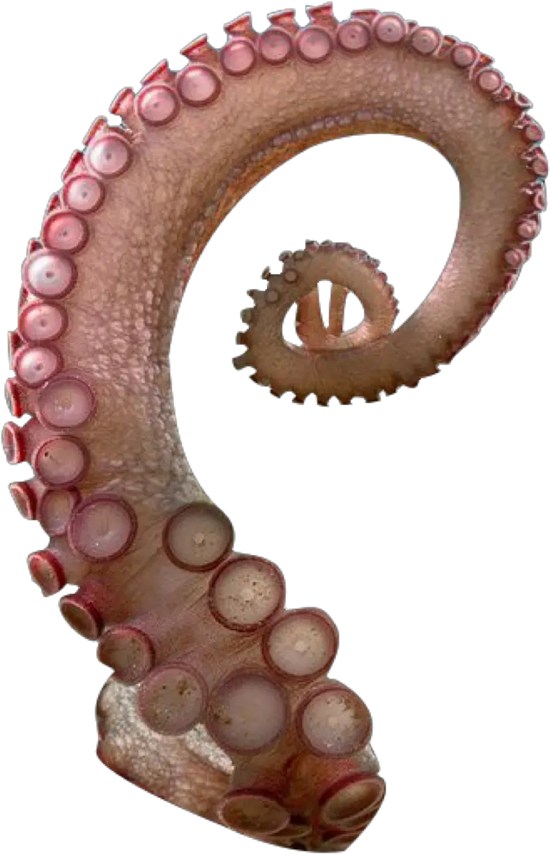  Tentacle Sticker Octopus Tentacles Transparent Background Png Tentacle Png