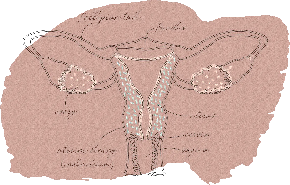  Your Vaginal Hygiene Isnu0027t As Mysterious You Might Think Illustration Png Vagina Png