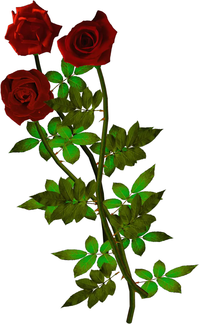  Download Rosas Rojas Png Fondos De Pantalla De Rosas Rosas Rojas Png