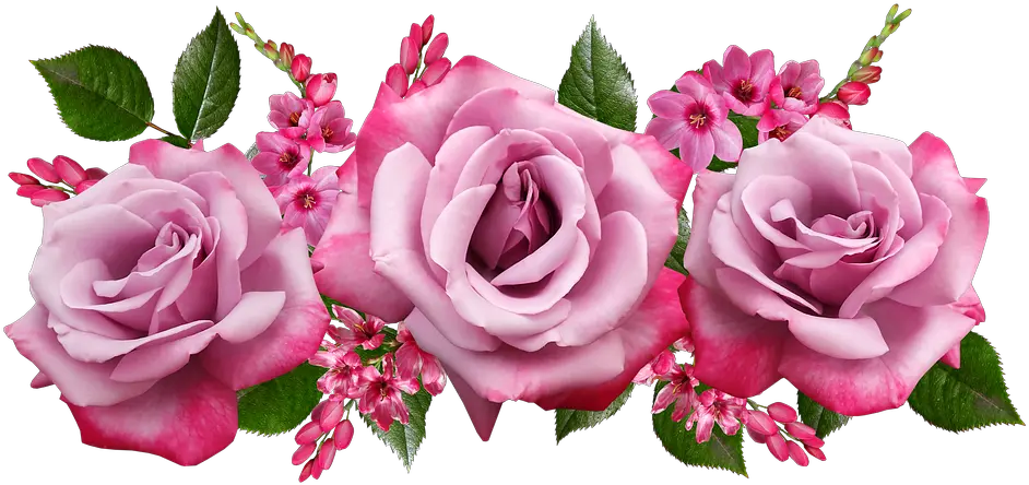  Flowers Fragrant Roses Mensagem De Bom Dia Gif Png Rosas Png