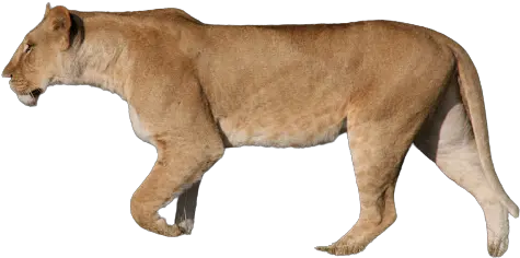  Do Mountain Lions Eat Humans Quora Png Mountain Lion Icon