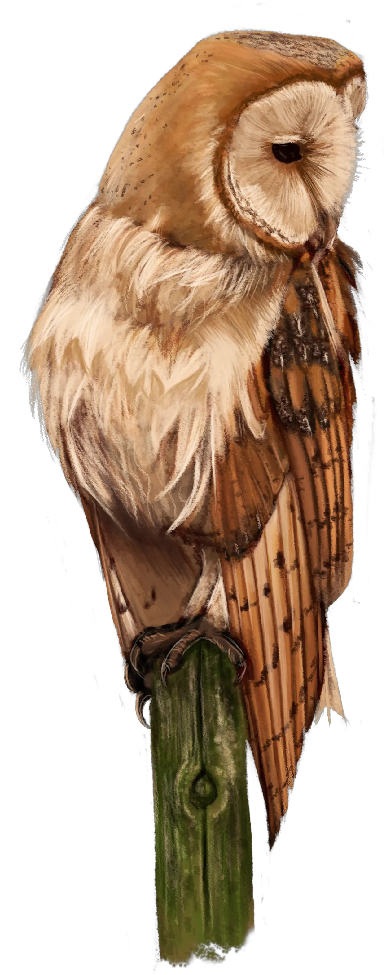  Barn Owl Full Size Png Download Seekpng Buzzard Barn Owl Png