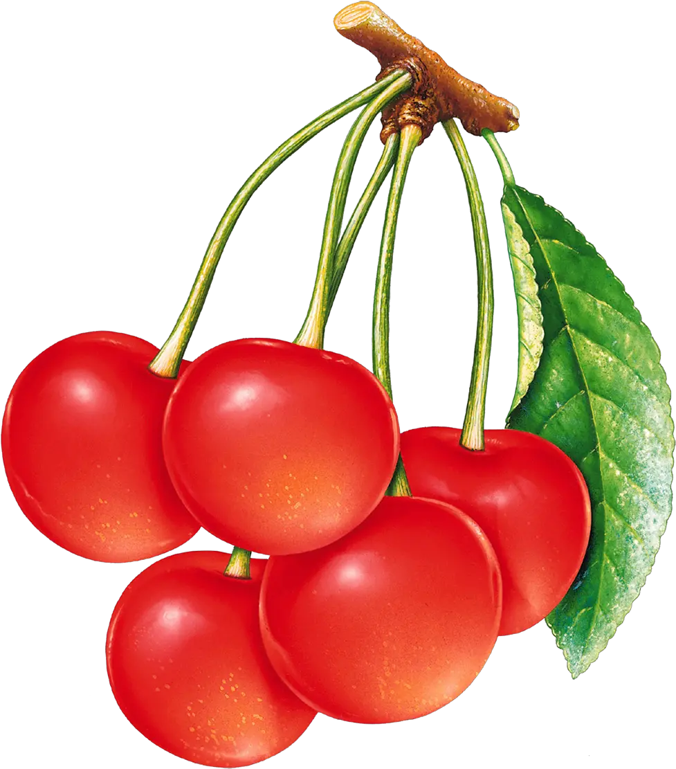  Cherries Png Image Frutas Para Decoupage Cherries Png