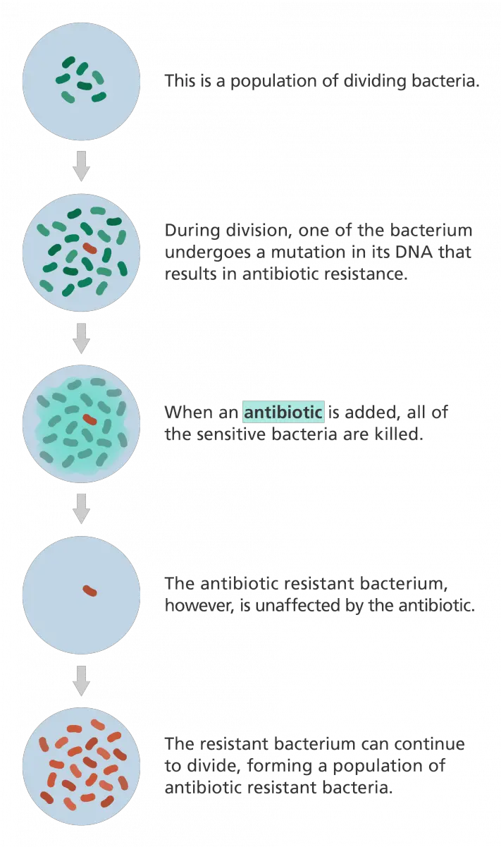  What Is Antibiotic Resistance Facts Yourgenomeorg Bacteria Develop Resistance To Antibiotics Png Bacteria Transparent Background