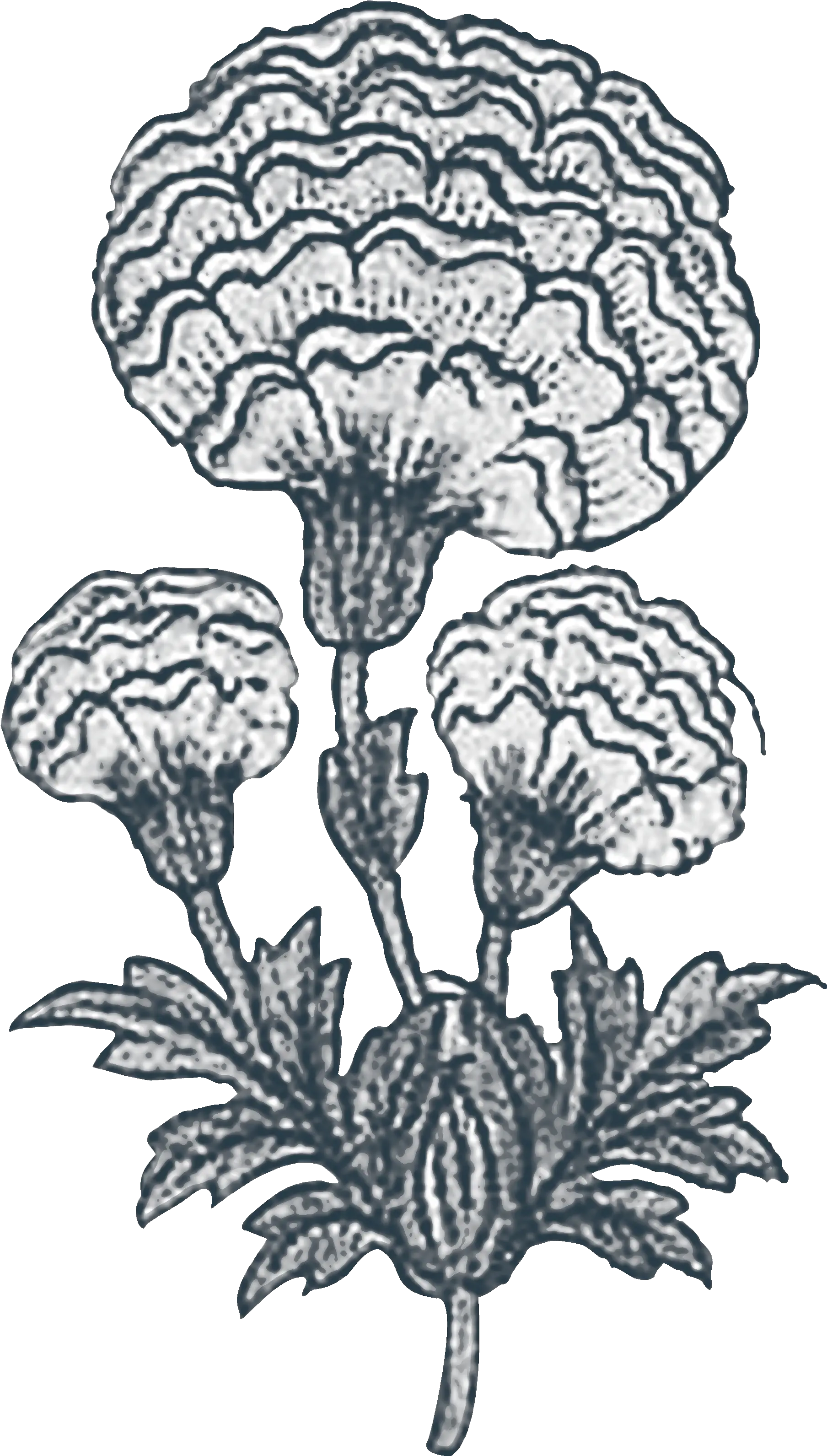  Culture U0026 Design Marigold Living Drawing Png Marigold Png