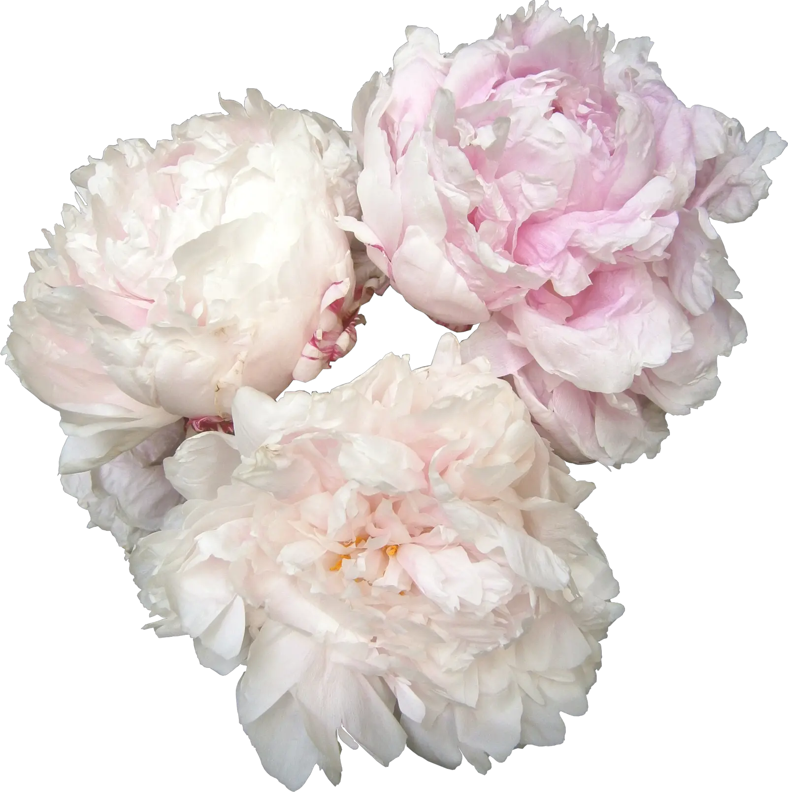  Download Free Png Peonies Photos Name Of Flowers In Bridal Bouquet Peonies Png