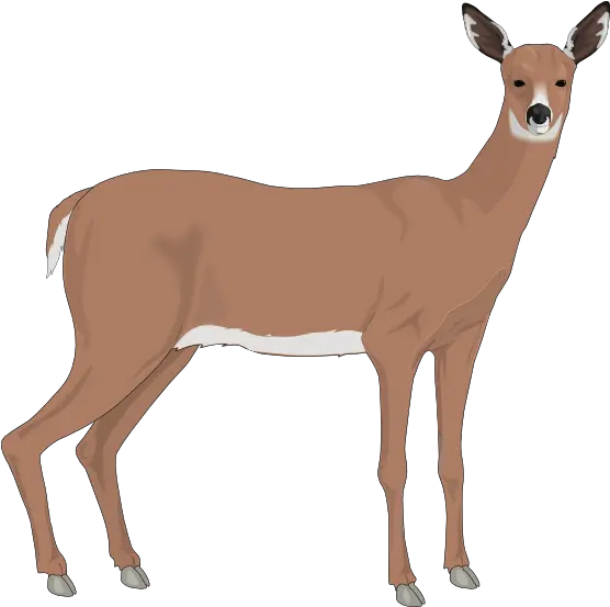  Deer Free To Use Clipart Doe Deer Clipart Png Deer Transparent