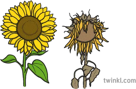  Sunflowers Illustration Twinkl Sunflower Fibonacci Mathematical Investigation Png Sunflowers Png