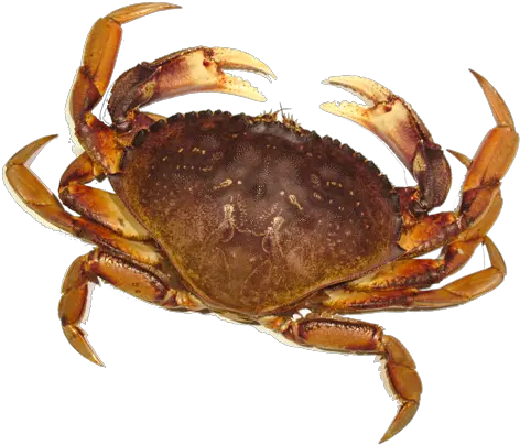  Crab Png Transparent Background Crab Png Crab Png