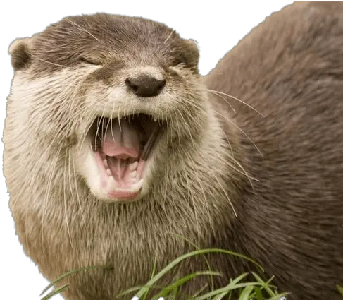  Yawning Otter Transparent Png River Otters Holding Hands Otter Png