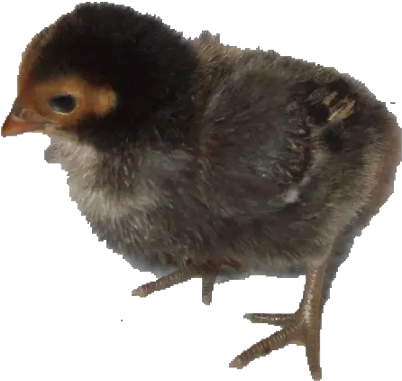  Baby Chick Png Ameraucana Baby Chick Png