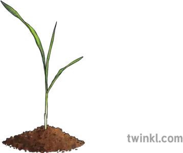  Corn Sprout Illustration Twinkl Soil Png Sprout Png