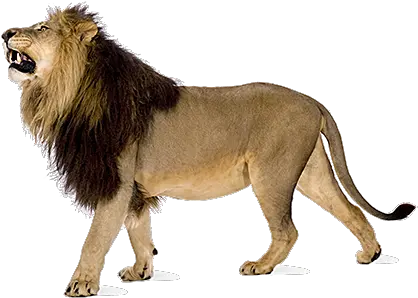  Angry Lion Png Images Download Transparent Angry Lion Png Lion Png Transparent