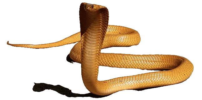  Download King Cobra Png Hd Chair King Cobra Png