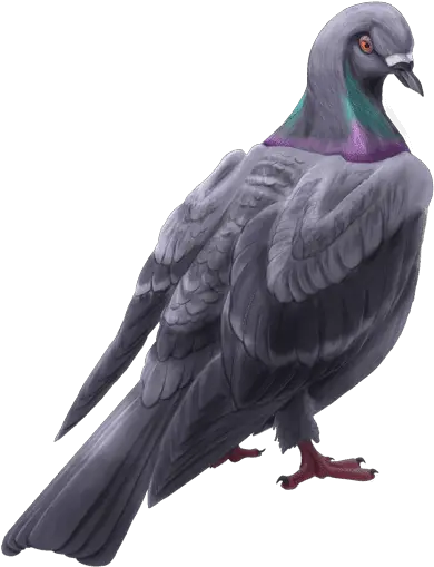  Surrender Domestic Pigeon Png Lol Harrowing Icon