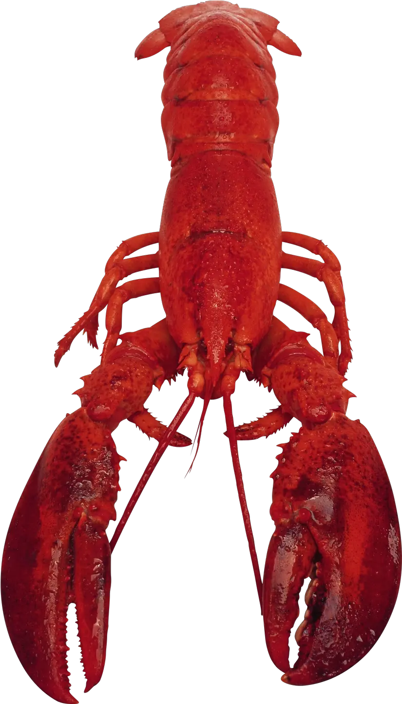  Fullscreen Page Png Lobster Png