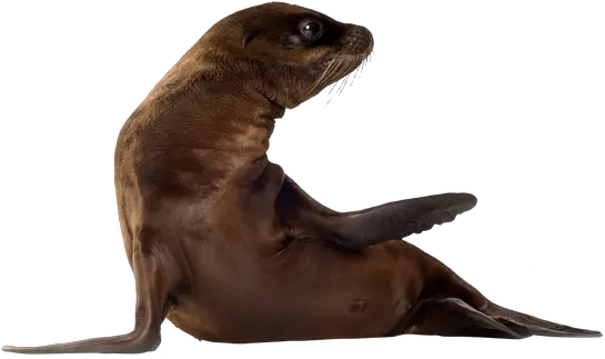  Vertebrate Seal California Sea Lion California Sea Lion Png Sea Lion Png