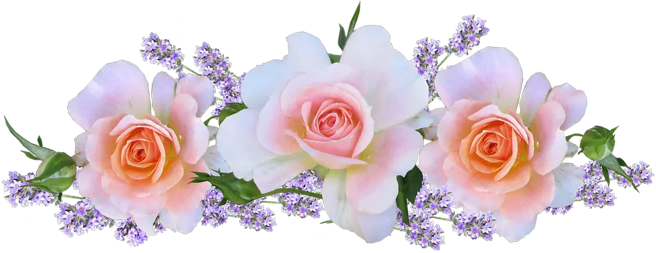  Download Free Png Rosas Images Rosas Rosa Em Png Rosas Png