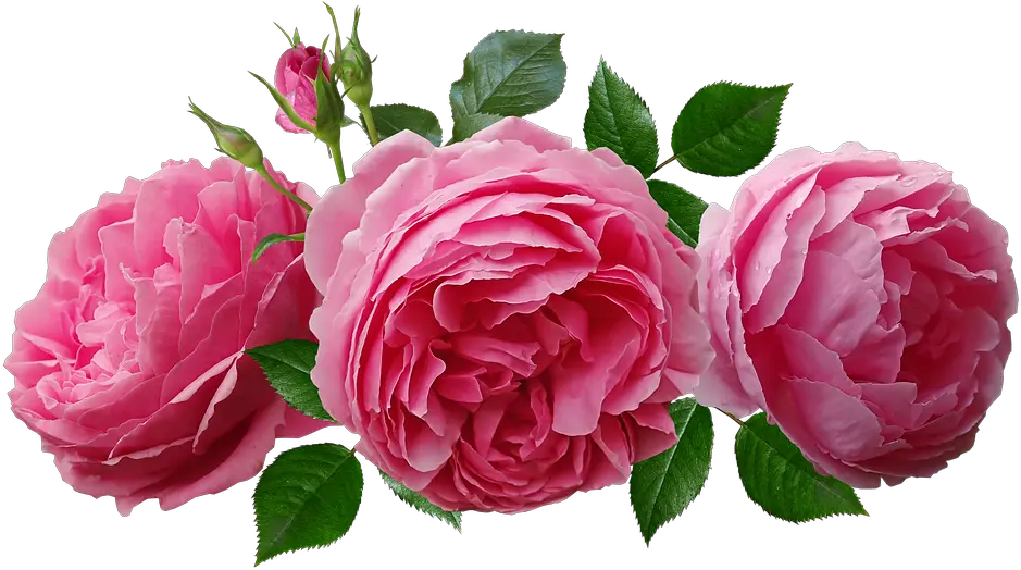  Roses Pink Fragrant Rosas Png Rosas Png