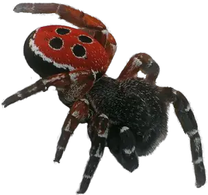  Download Spider Free Png Transparent Image And Clipart Uk Endangered Species List Spider Png