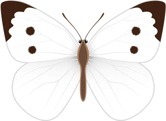  White Butterfly Png Clipart Image Clip Butterflies Butterfly Png Clipart