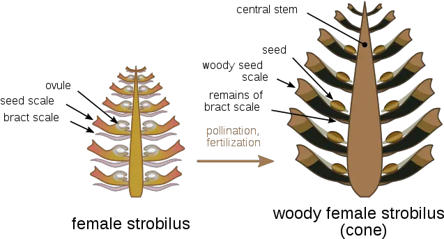  Conifer Cone Wikiwand Pine Cone Anatomy Png Pine Cone Png